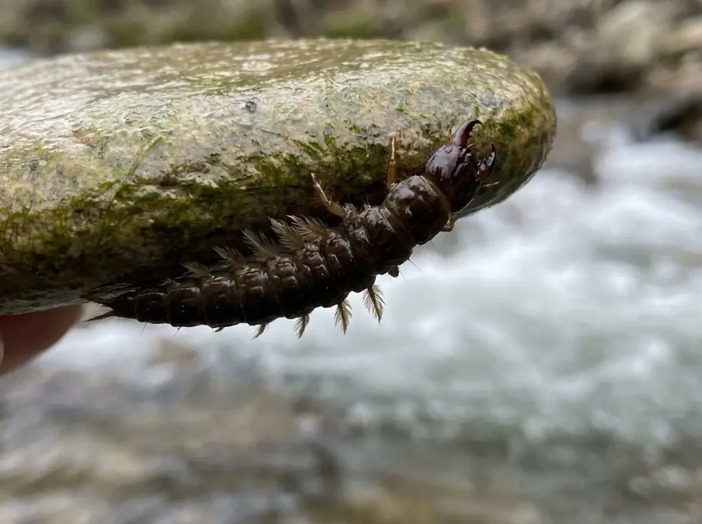 Live hellgrammite clinging to the underside of a creek stone showing its segmented body, lateral gill filaments, and large mandibles