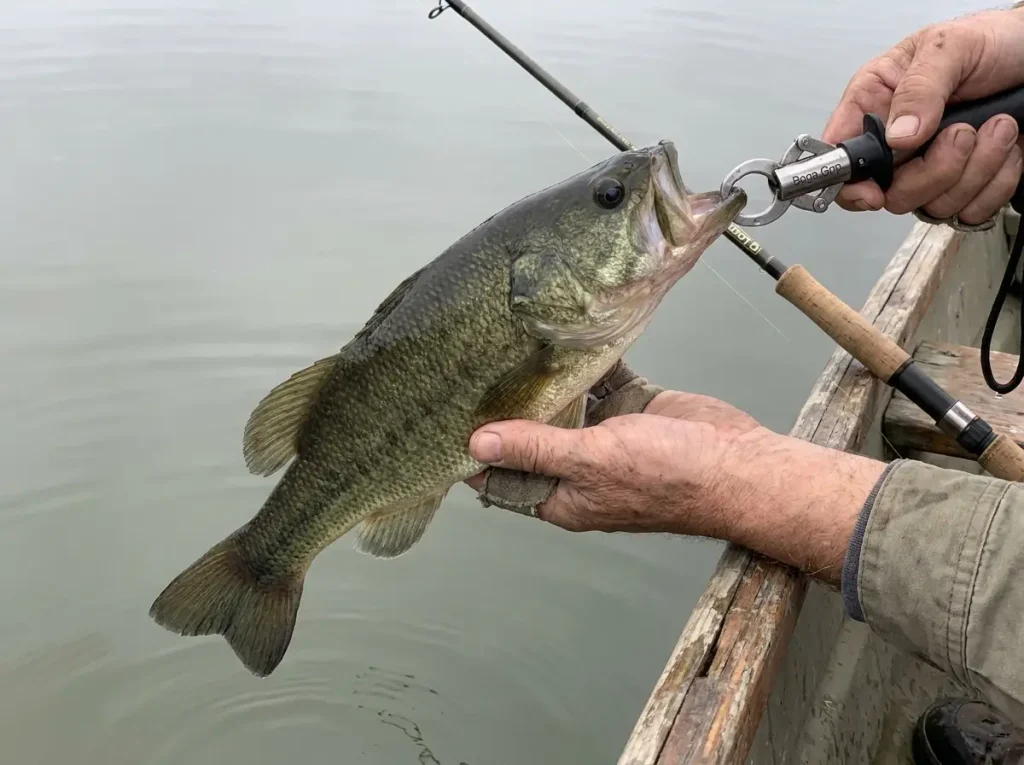 Close-up of correct Boga Grip placement on a largemouth bass lower jaw with the free hand supporting the fish's weight