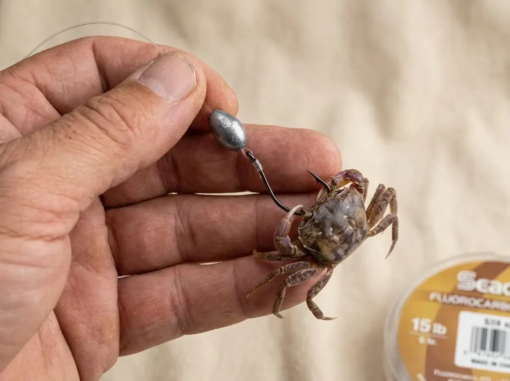 Assembled knocker rig with egg sinker on fluorocarbon leader and hooked fiddler crab showing the no-swivel setup for sheepshead structure fishing