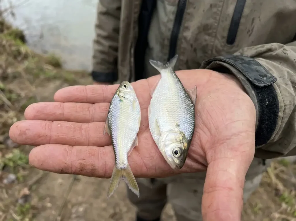 Threadfin shad and gizzard shad held side by side in an angler's hand showing size difference and distinguishing features