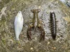 Shad vs Crawfish vs Hellgrammite — What Bass Eat by Season Three freshwater forage specimens side by side on wet river rock — threadfin shad, live crawfish, and hellgrammite shown at scale