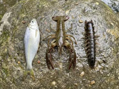 Shad vs Crawfish vs Hellgrammite — What Bass Eat by Season Three freshwater forage specimens side by side on wet river rock — threadfin shad, live crawfish, and hellgrammite shown at scale