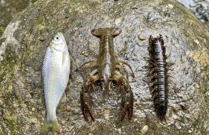 Shad vs Crawfish vs Hellgrammite — What Bass Eat by Season Three freshwater forage specimens side by side on wet river rock — threadfin shad, live crawfish, and hellgrammite shown at scale