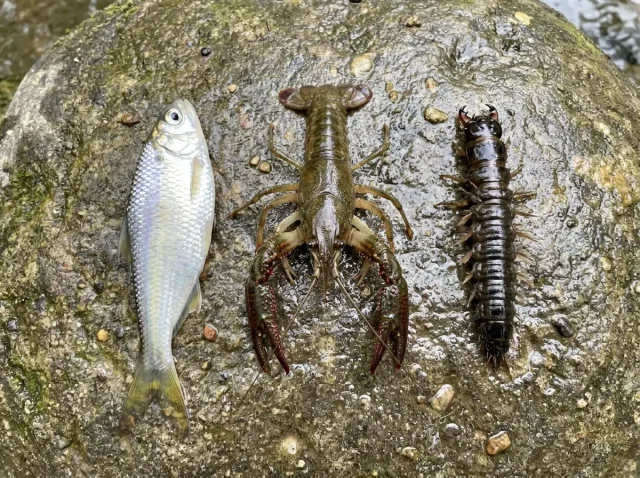 Shad vs Crawfish vs Hellgrammite — What Bass Eat by Season Three freshwater forage specimens side by side on wet river rock — threadfin shad, live crawfish, and hellgrammite shown at scale