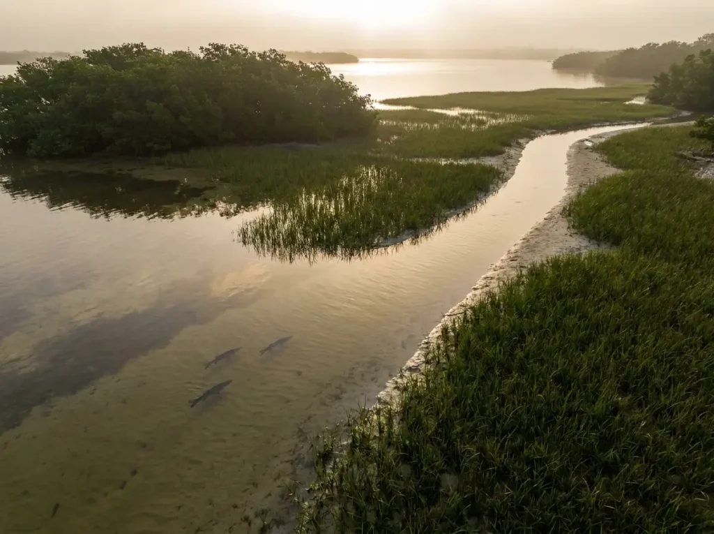 Aerial view of snook silhouettes moving across a shallow Florida grass flat toward a tidal creek