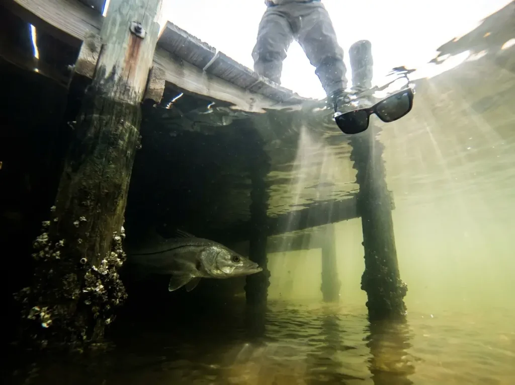 Large snook holding in the shadow of a dock piling facing into current, viewed from below water level