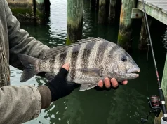 The Bite Happened. I Felt Nothing. Here’s Why Angler holding a large sheepshead showing its distinctive vertical stripes and blunt teeth over dock water with pilings in the background