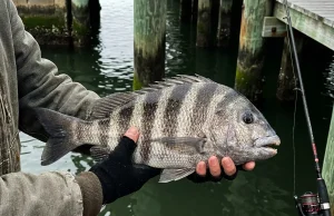 The Bite Happened. I Felt Nothing. Here’s Why Angler holding a large sheepshead showing its distinctive vertical stripes and blunt teeth over dock water with pilings in the background