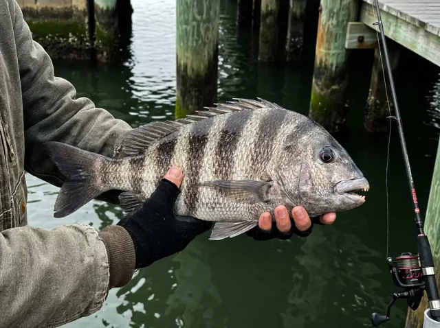 The Bite Happened. I Felt Nothing. Here's Why Angler holding a large sheepshead showing its distinctive vertical stripes and blunt teeth over dock water with pilings in the background