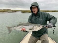 The Lip Grip Mistake That Injures Fish You Plan to Release Angler correctly holding a large striped bass horizontally with a Boga Grip on the jaw and a supporting hand under the belly