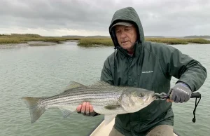The Lip Grip Mistake That Injures Fish You Plan to Release Angler correctly holding a large striped bass horizontally with a Boga Grip on the jaw and a supporting hand under the belly