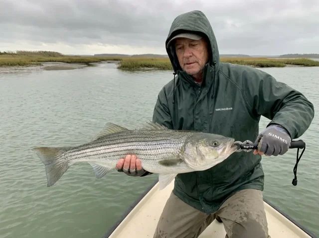 The Lip Grip Mistake That Injures Fish You Plan to Release Angler correctly holding a large striped bass horizontally with a Boga Grip on the jaw and a supporting hand under the belly