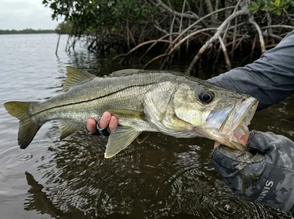 Close-up of a common snook showing the lateral black stripe and large ambush-adapted mouth