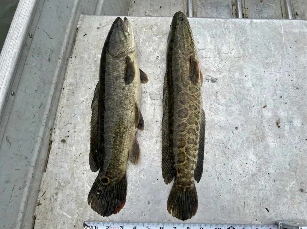 Side-by-side field comparison of bowfin and northern snakehead key identification features labeled