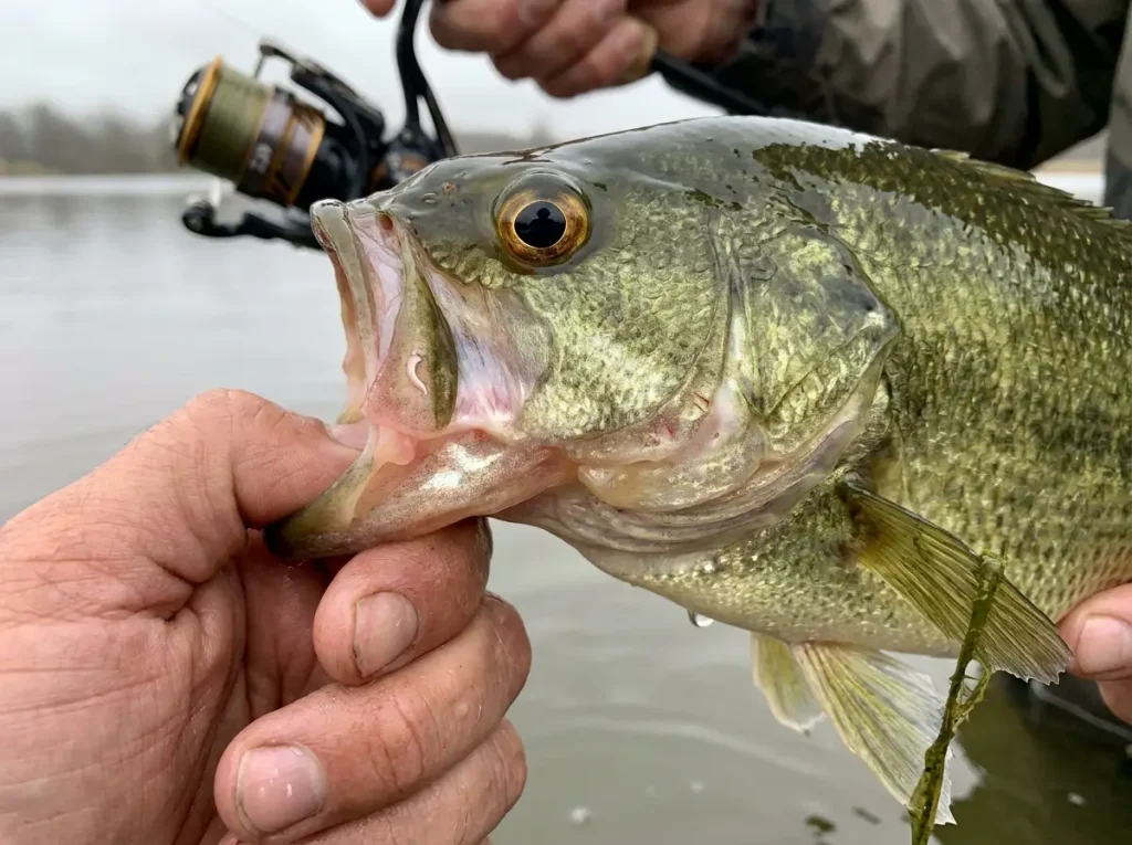 Close-up of a bass mouth showing healed hook scar on the jaw