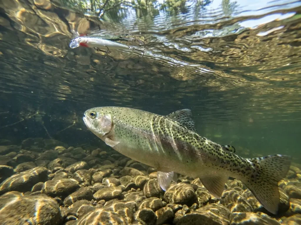 Rainbow trout in clear stream turning toward surface lure vibration showing lateral line
