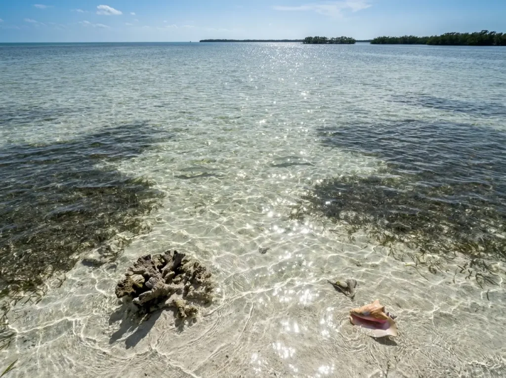 Clear turtle grass flat in the Florida Keys showing the challenging sight-fishing conditions for bonefish