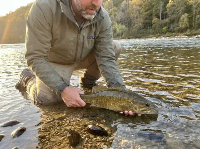 freshwater-mussel-conservation-anglers-hero Angler releasing smallmouth bass in clear rocky river with native mussel shells visible on streambed