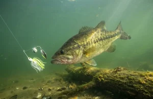 Why Pressured Fish Ignore Lures They Ate Last Week Largemouth bass hovering near a lure in clear water showing cautious behavior