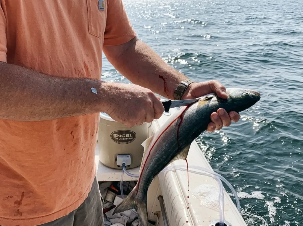 Angler bleeding a mackerel beside an aerated live bait cooler showing species-specific prep before icing