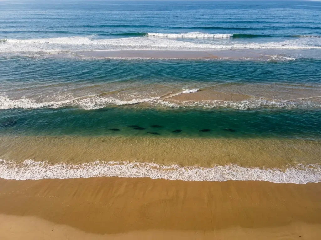 Overhead diagram view of surf beach trough structure showing wave break zones and surfperch holding area