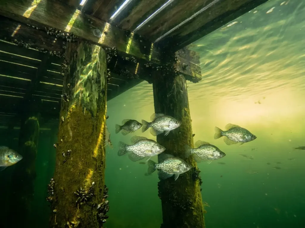 Underwater view of crappie suspended under dock pilings in shaded green water