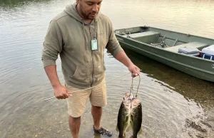 4 Fish Stringer Mistakes That Spoil Your Catch Fast Angler holding rope fish stringer with three bass in shallow lake water