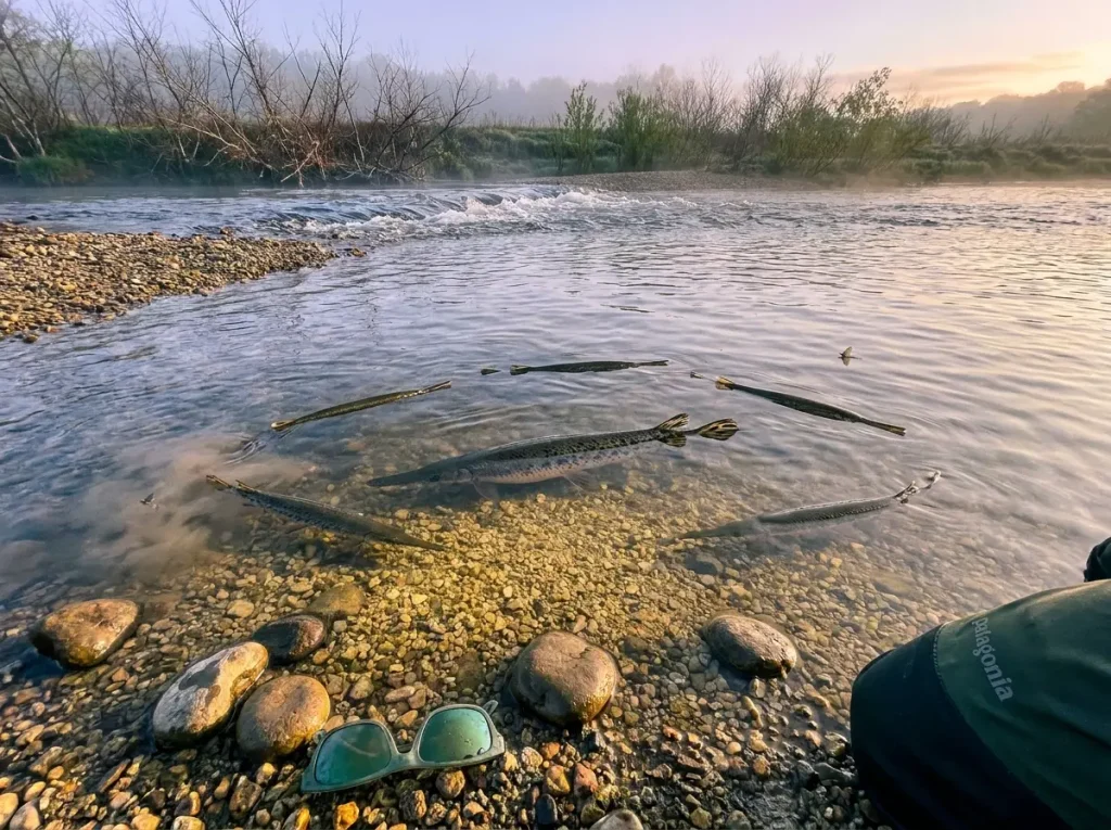 Longnose gar spawning aggregation in shallow gravel riffle during late spring
