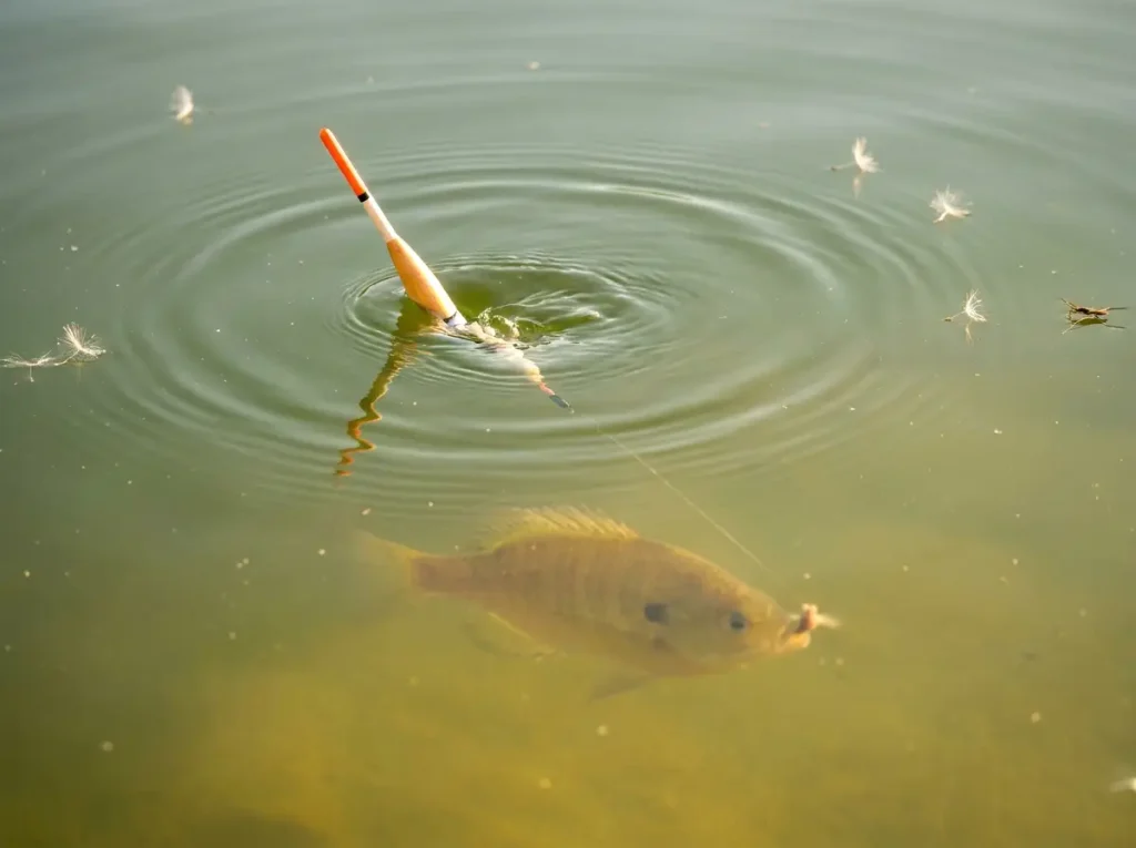 Slip bobber pulling underwater as panfish takes the bait