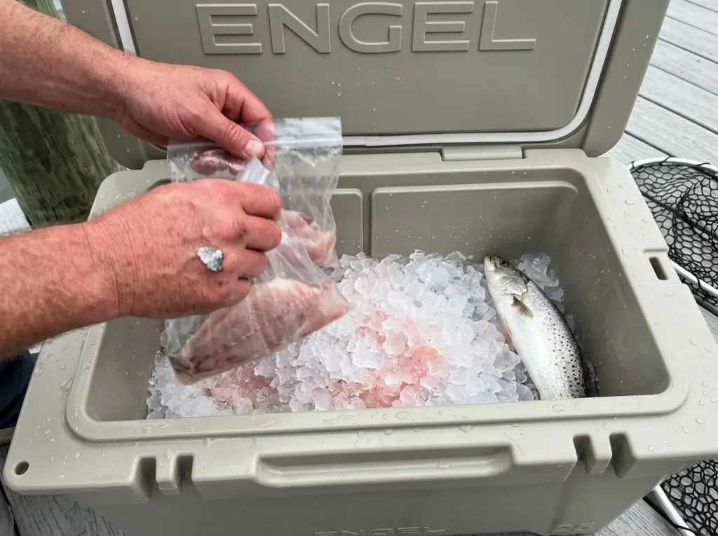 Angler packing fish into an ice slurry inside a fishing cooler to keep the catch cold
