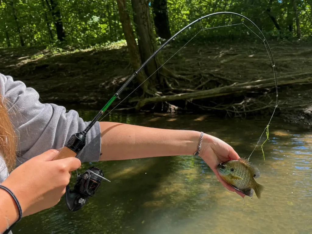 Ultralight spinning rod bent into a deep curve while a small bluegill is landed