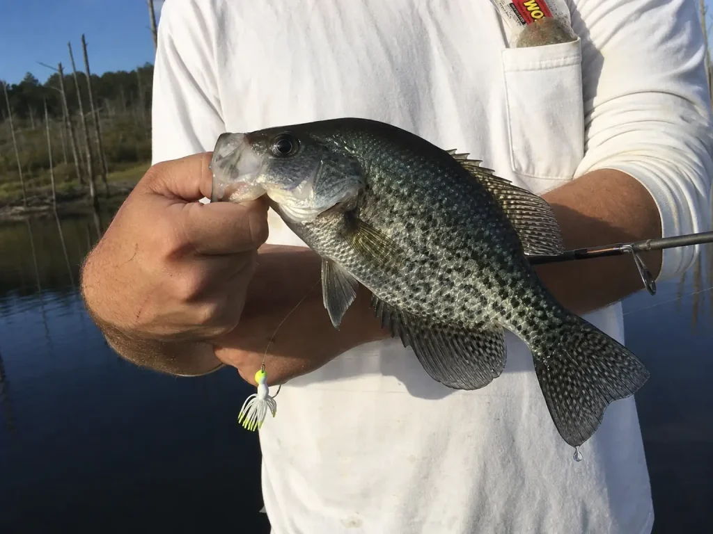 Crappie held beside a light rod showing the thin paper mouth that a hard hookset tears